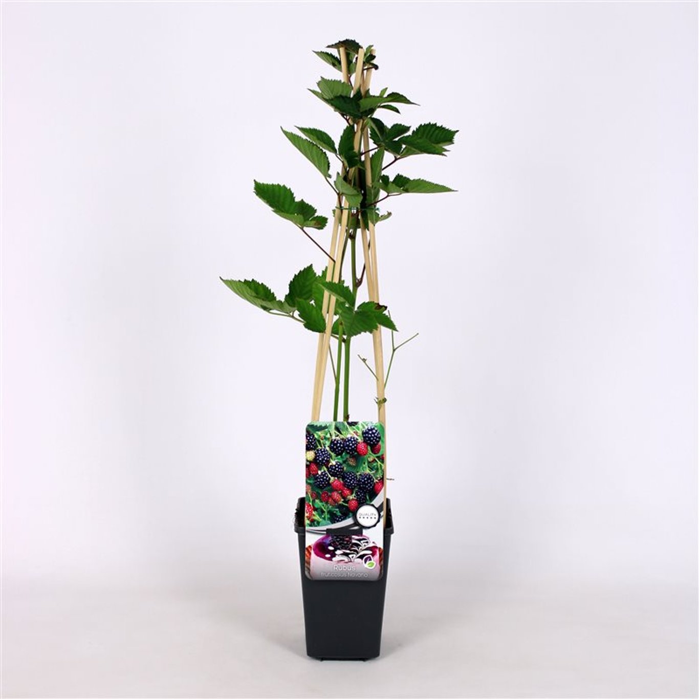 Rubus frut. 'Navaho' - C2 70/+ CM